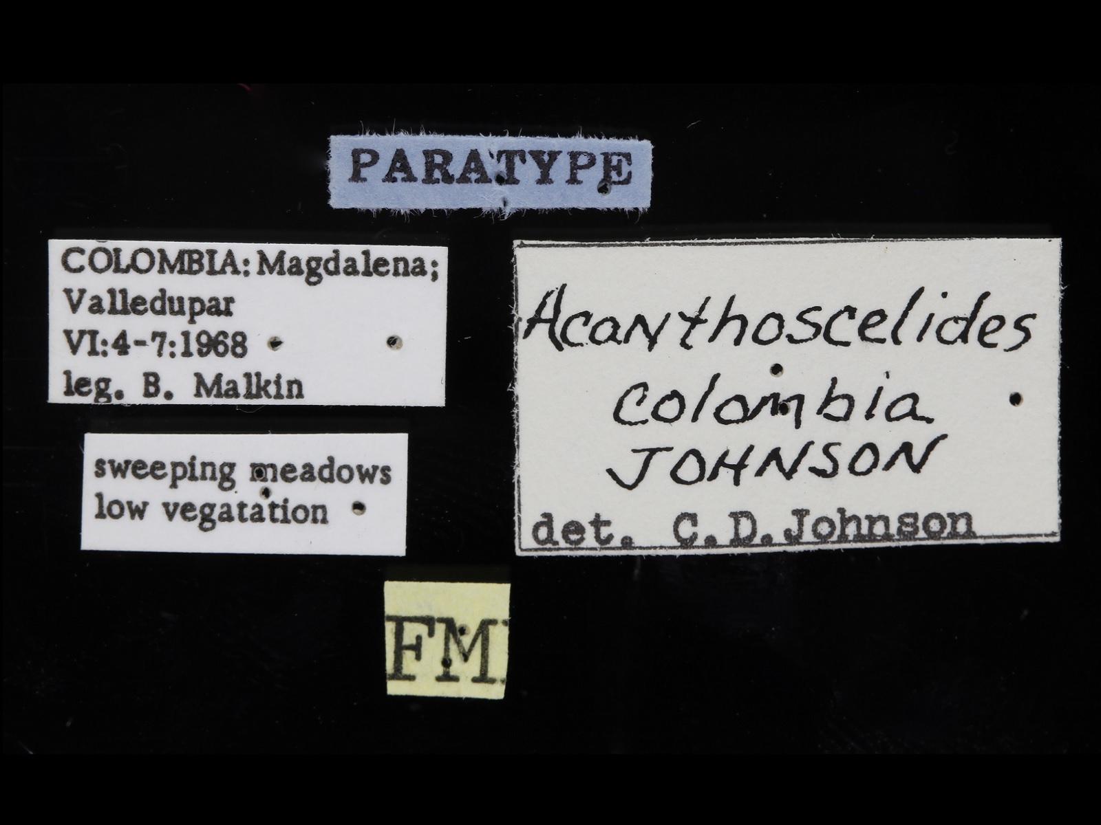 Acanthoscelides colombia Johnson, 1990