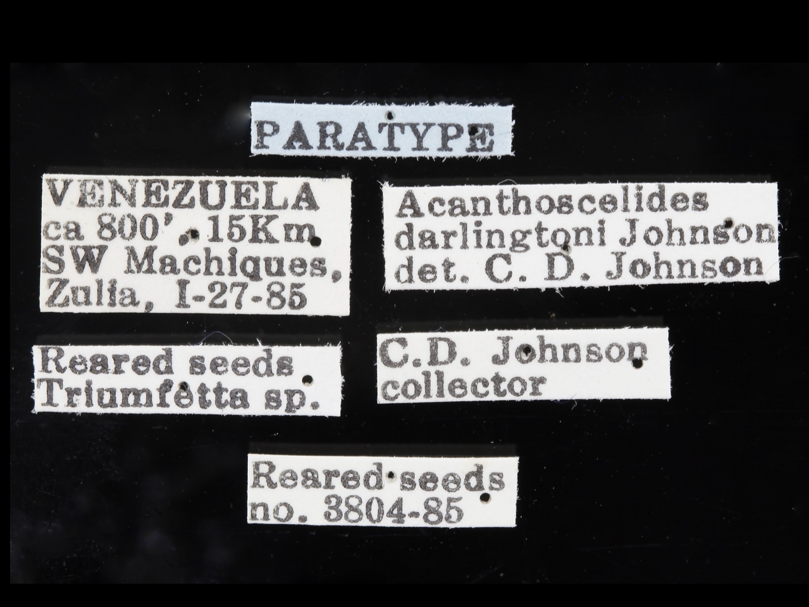 Acanthoscelides darlingtoni Johnson, 1990