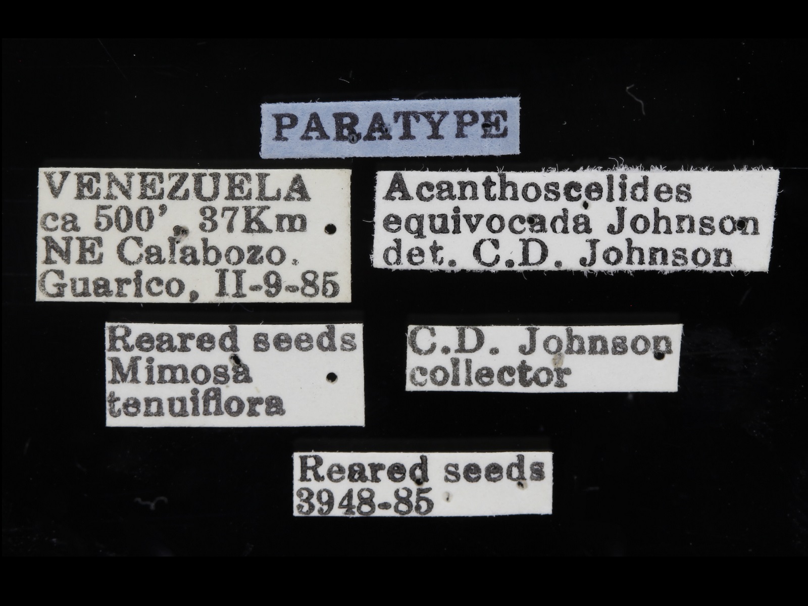 Acanthoscelides equivocada Johnson, 1990