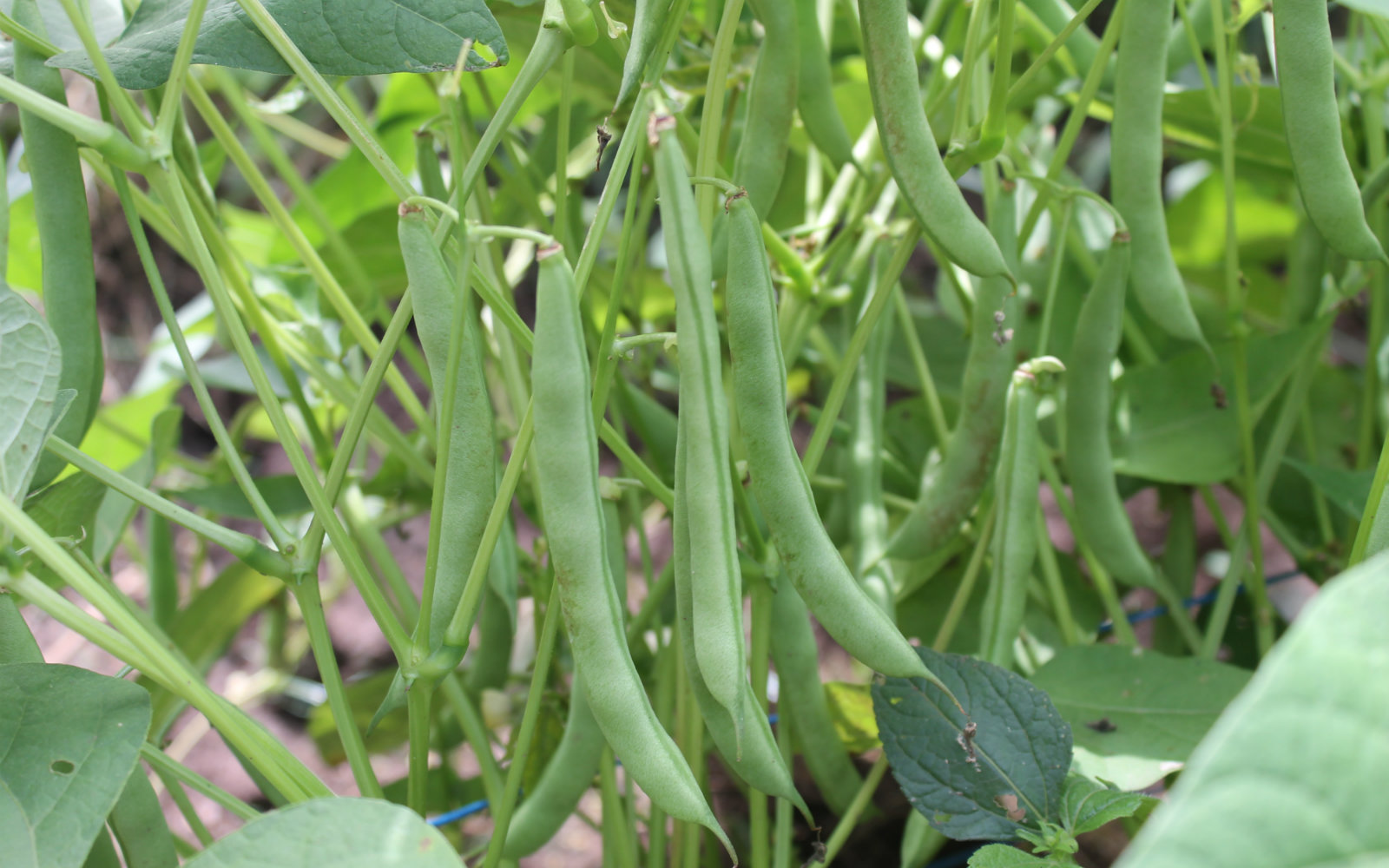 AGROSAVIA entregó otro frijol biofortificado a los productores del Caribe