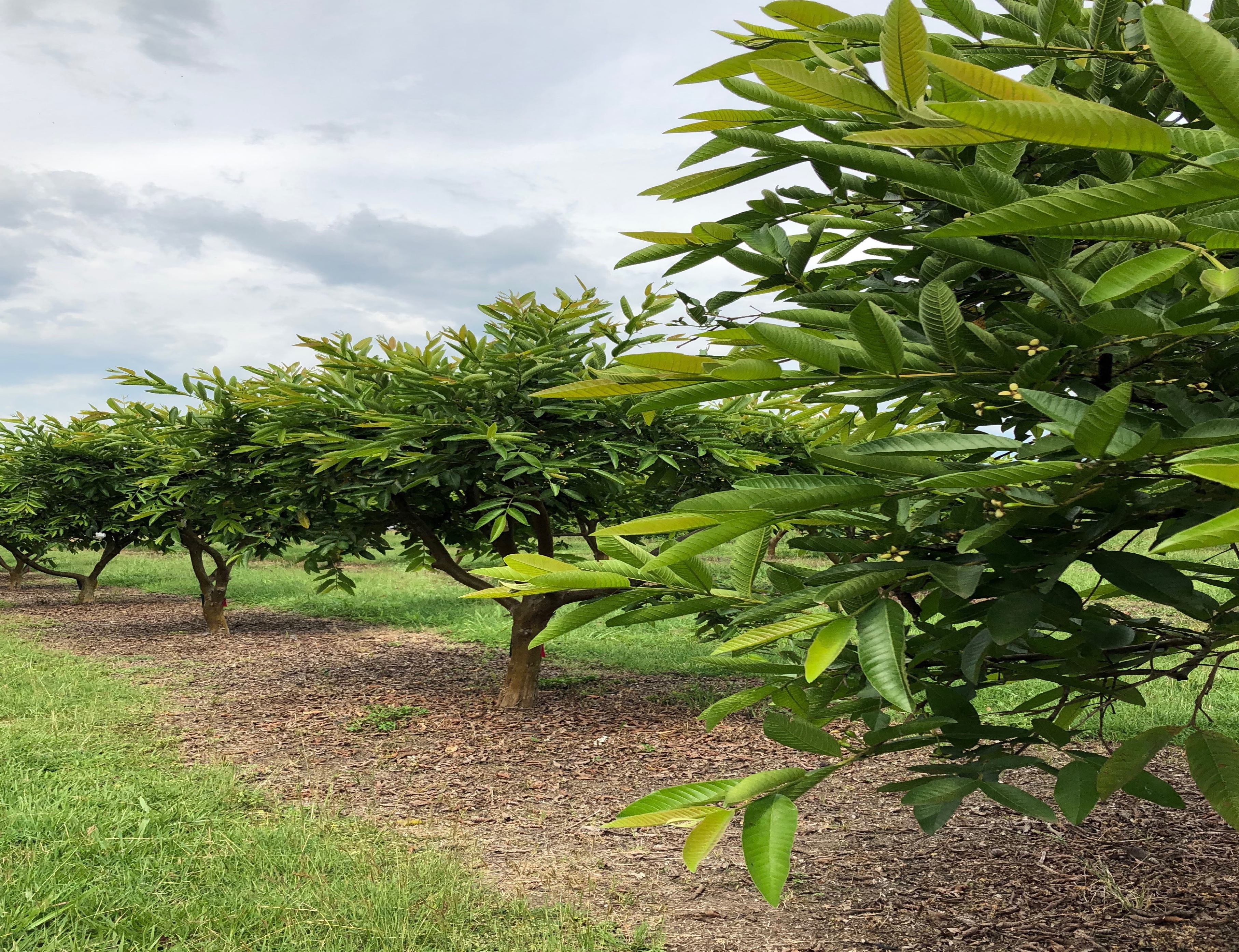 Esquema de manejo del enrollador de las hojas Strepsicrates smithiana en plantaciones comerciales de guayaba (Psidium guajava) en Colombia.