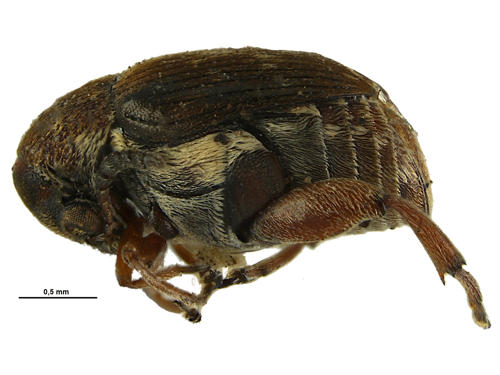 Acanthoscelides siemensi Johnson & Siemens, 1991