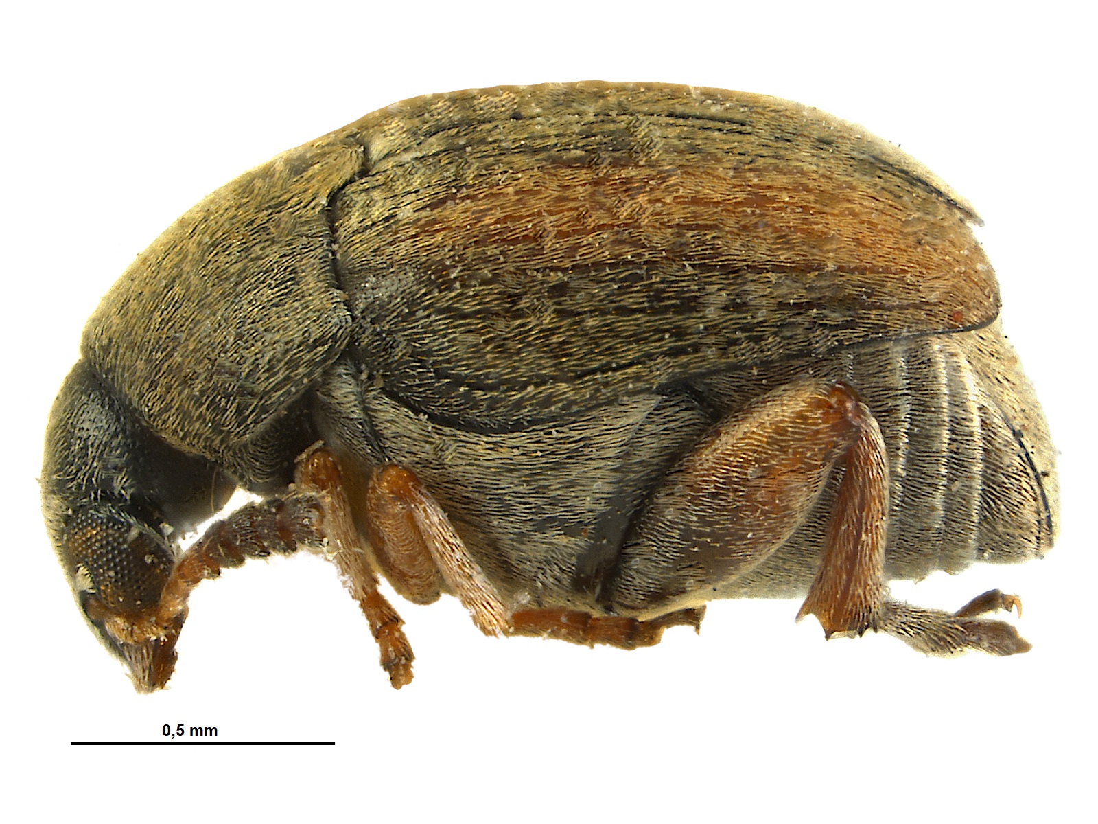 Acanthoscelides maturin Johnson, 1990