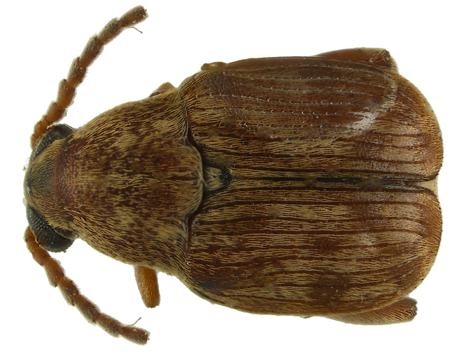 Acanthoscelides mimosicola Johnson, 1983