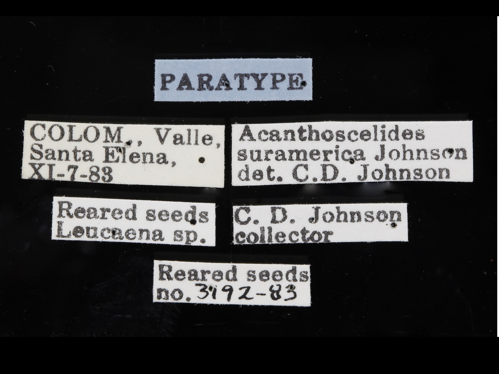Acanthoscelides suramerica Johnson, 1990