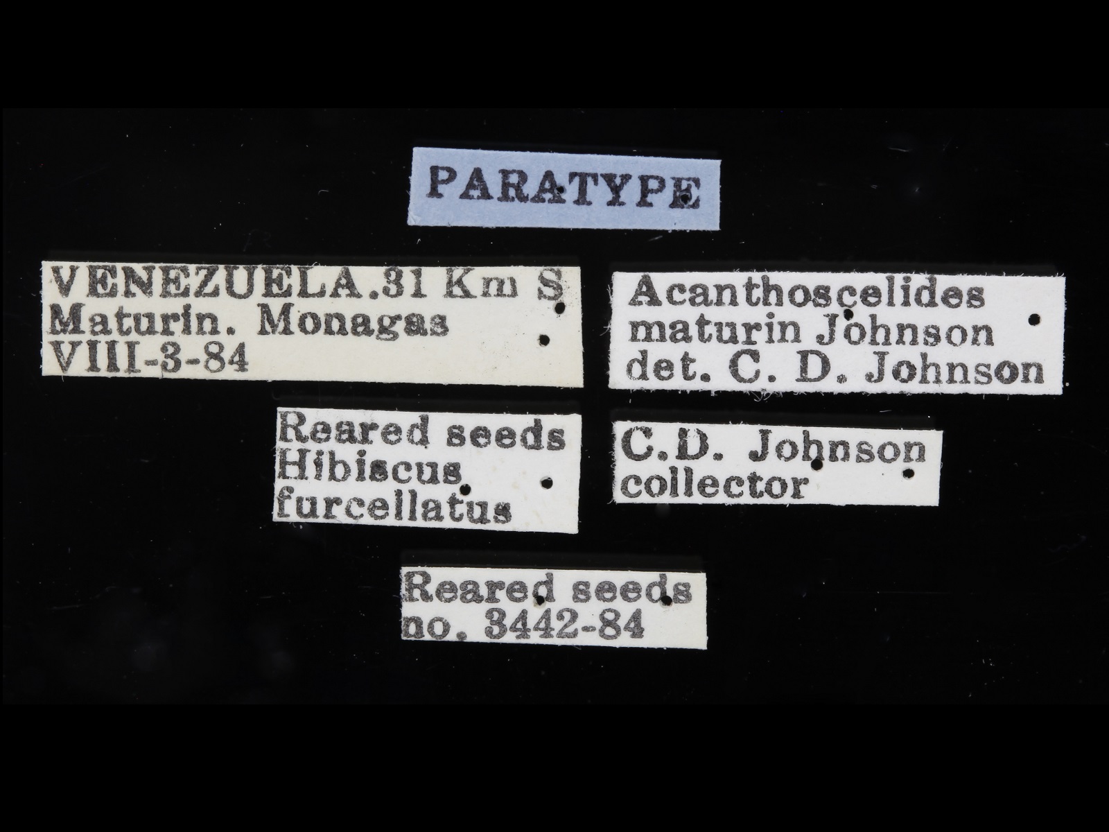 Acanthoscelides maturin Johnson, 1990