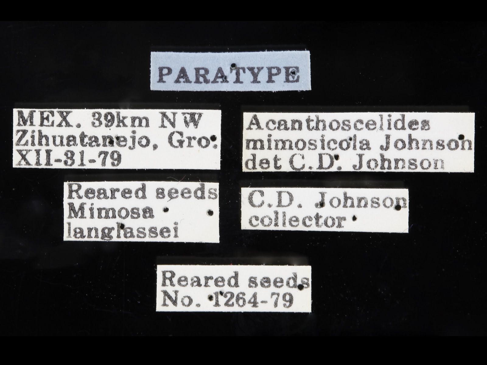 Acanthoscelides mimosicola Johnson, 1983