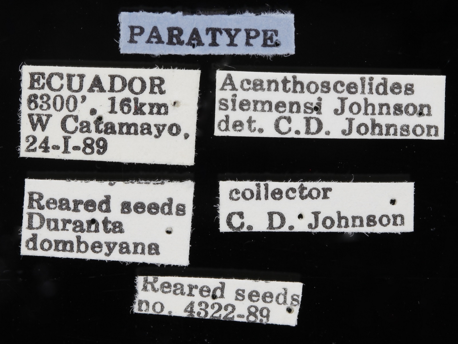 Acanthoscelides siemensi Johnson & Siemens, 1991