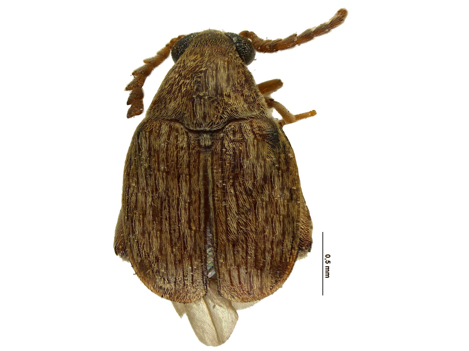 Acanthoscelides guarico Johnson, 1990 