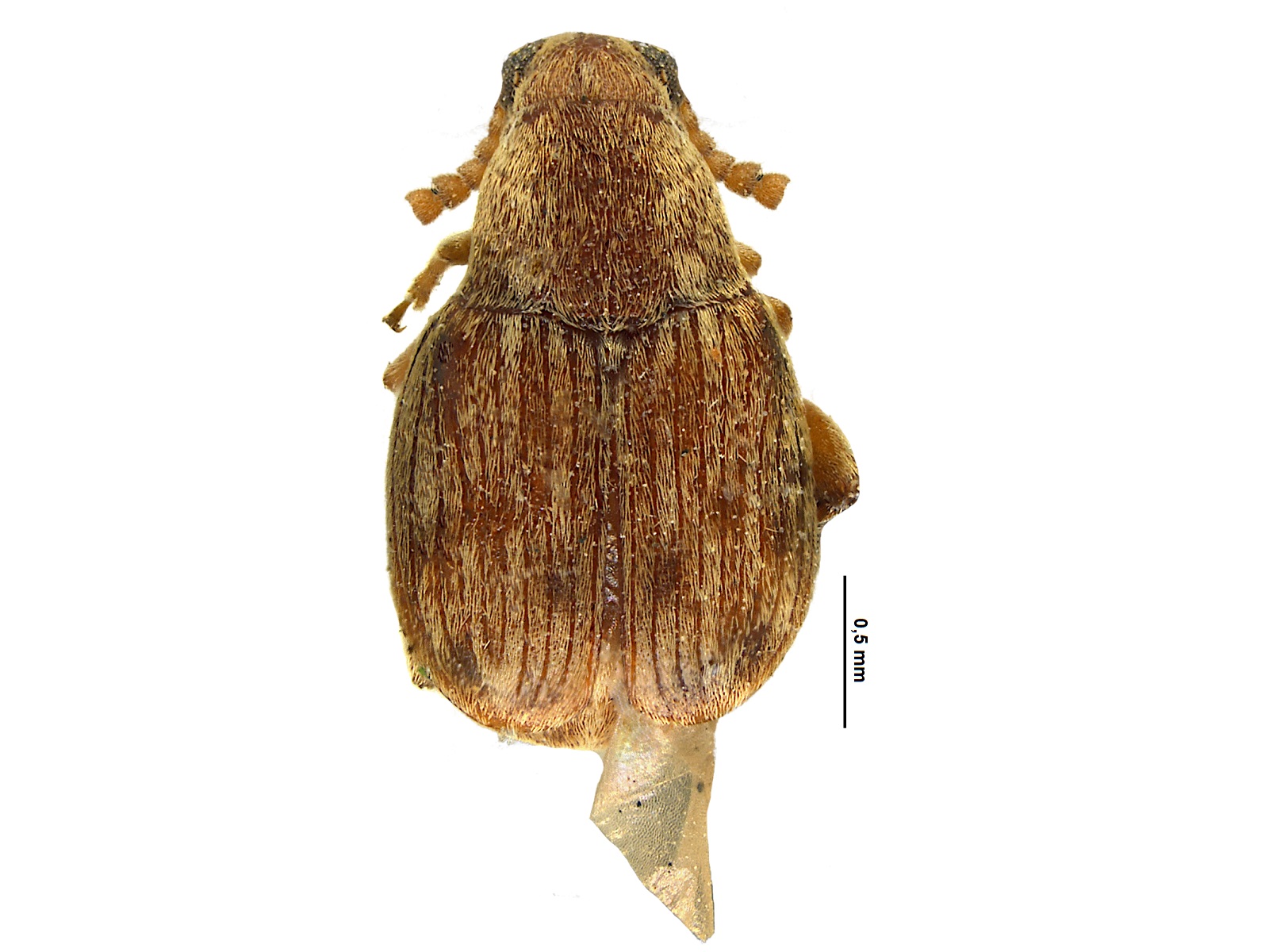 Acanthoscelides ramirezi Johnson, 1990 