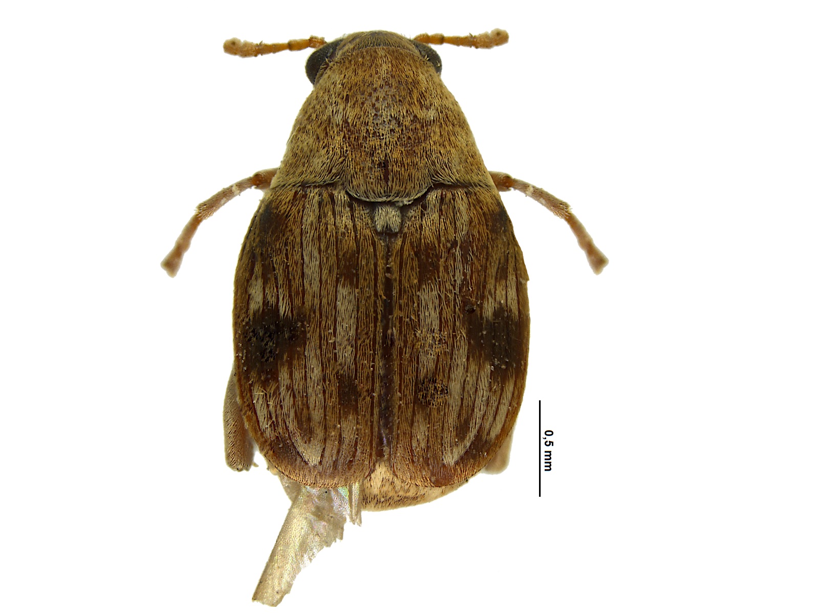 Acanthoscelides taboga Johnson, 1983 