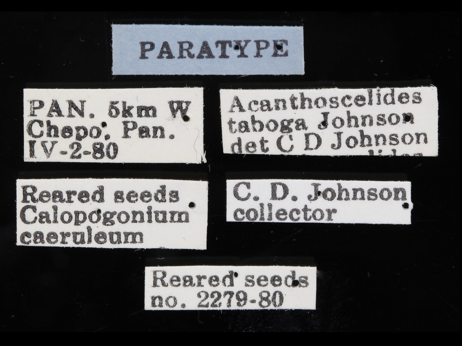 Acanthoscelides taboga Johnson, 1983