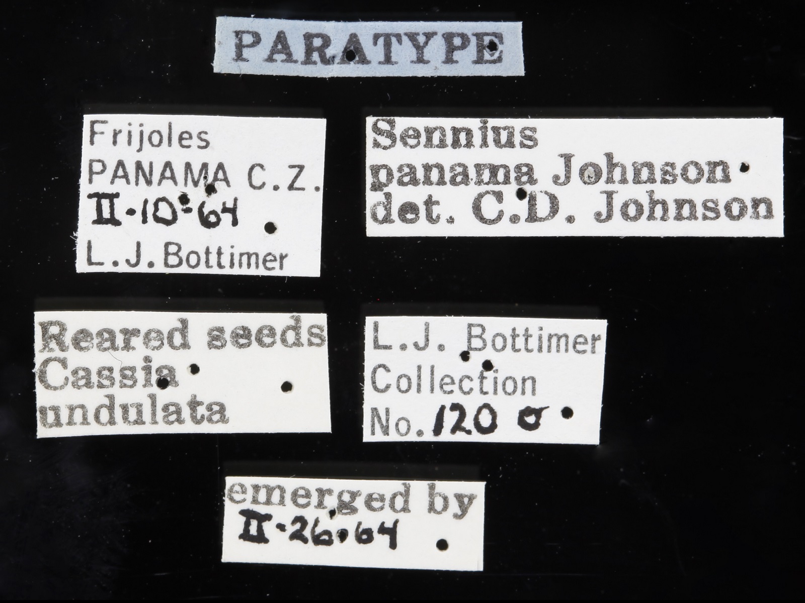 Sennius panama Johnson, 1977
