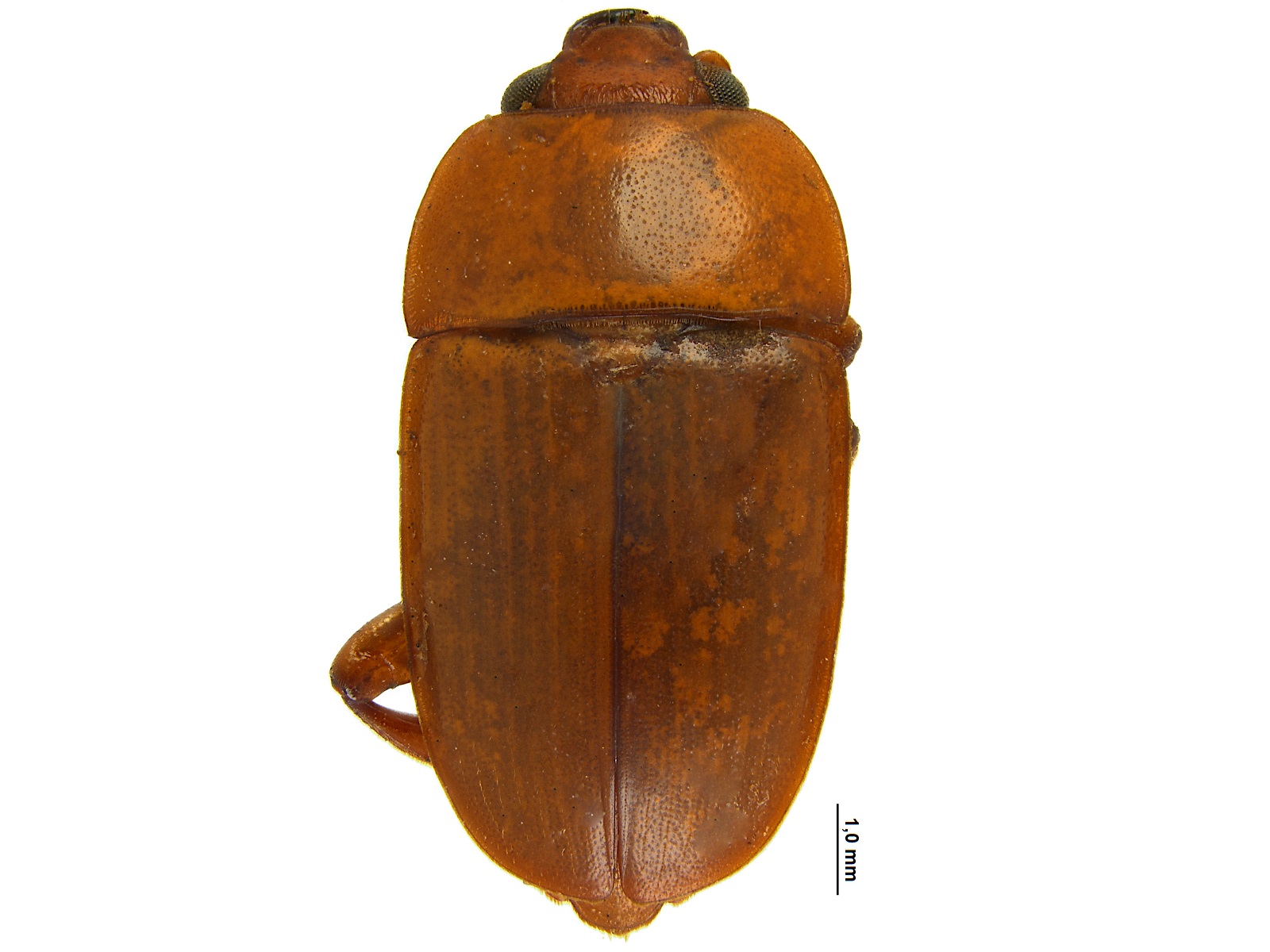 Lasiodactylus brunneus Perty, 1830