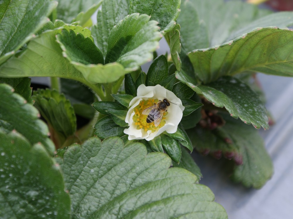 Ciencia, Tecnología E Innovación Para La Producción Apícola Colombiana2 AGROSAVIA