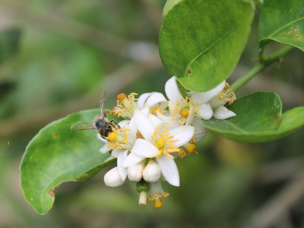 Ciencia, tecnología e innovación para la producción apícola colombiana