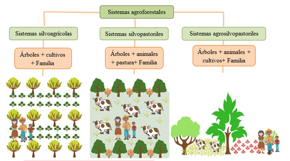 Avances en investigación en sistemas silvopastoriles en el Centro de Investigación Obonuco