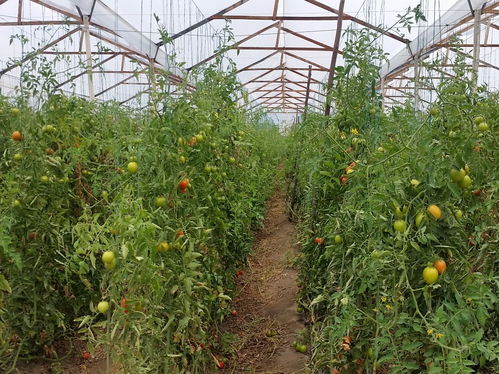 Crean Y Validan Un Novedoso Sistema Para La Toma De Decisiones En El Manejo De Tuta Absoluta En Tiem3 AGROSAVIA