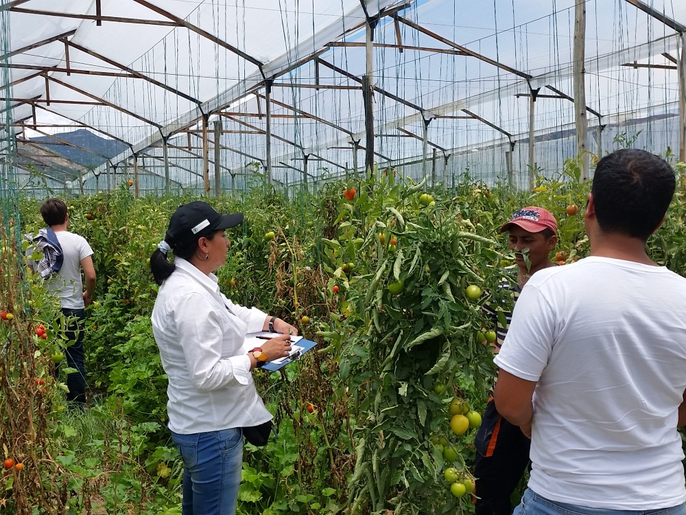 Crean Y Validan Un Novedoso Sistema Para La Toma De Decisiones En El Manejo De Tuta Absoluta En Tiem4 AGROSAVIA