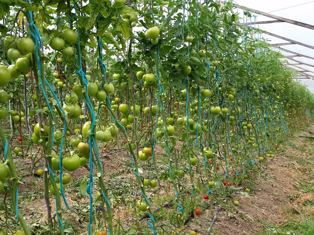 Crean Y Validan Un Novedoso Sistema Para La Toma De Decisiones En El Manejo De Tuta Absoluta En Tiem5 AGROSAVIA