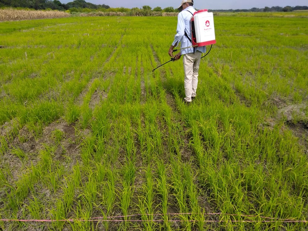 El biofertilizante que optimiza el uso sostenible del fósforo en los cultivos de arroz y maíz será una realidad