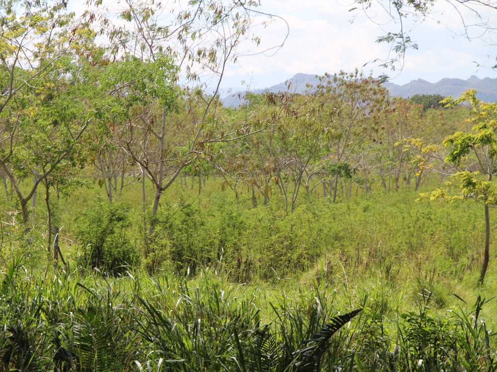 No solo de pasto se alimenta el ganado