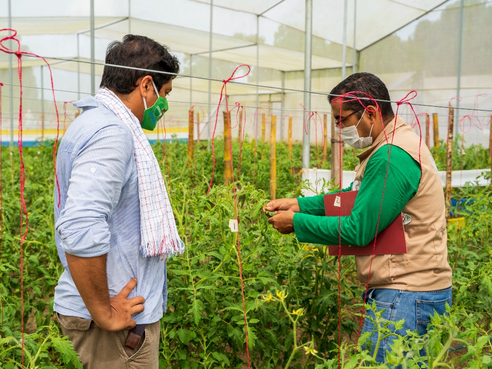 Actividades En Invernadero Proyecto Horticultura Protegida AGROSAVIA