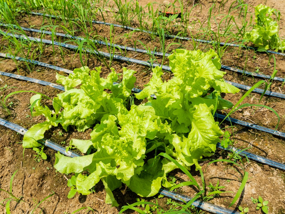 Lechuga C.I Caribia Horticultura Protegida AGROSAVIA