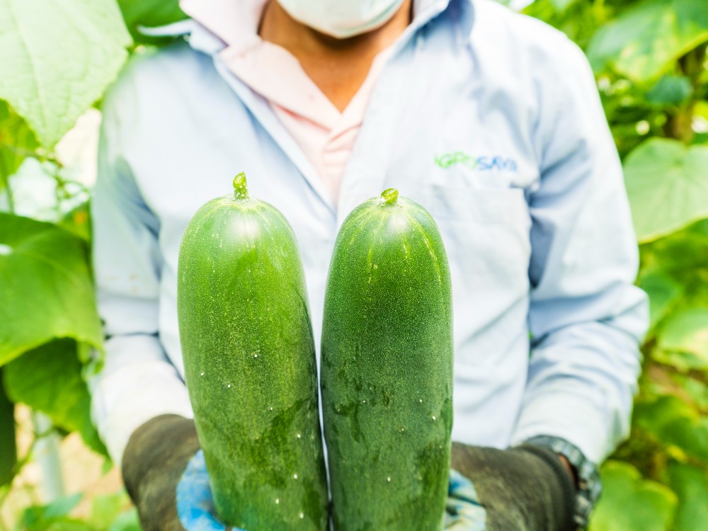 Pepino C.I Caribia Horticultura Protegida AGROSAVIA