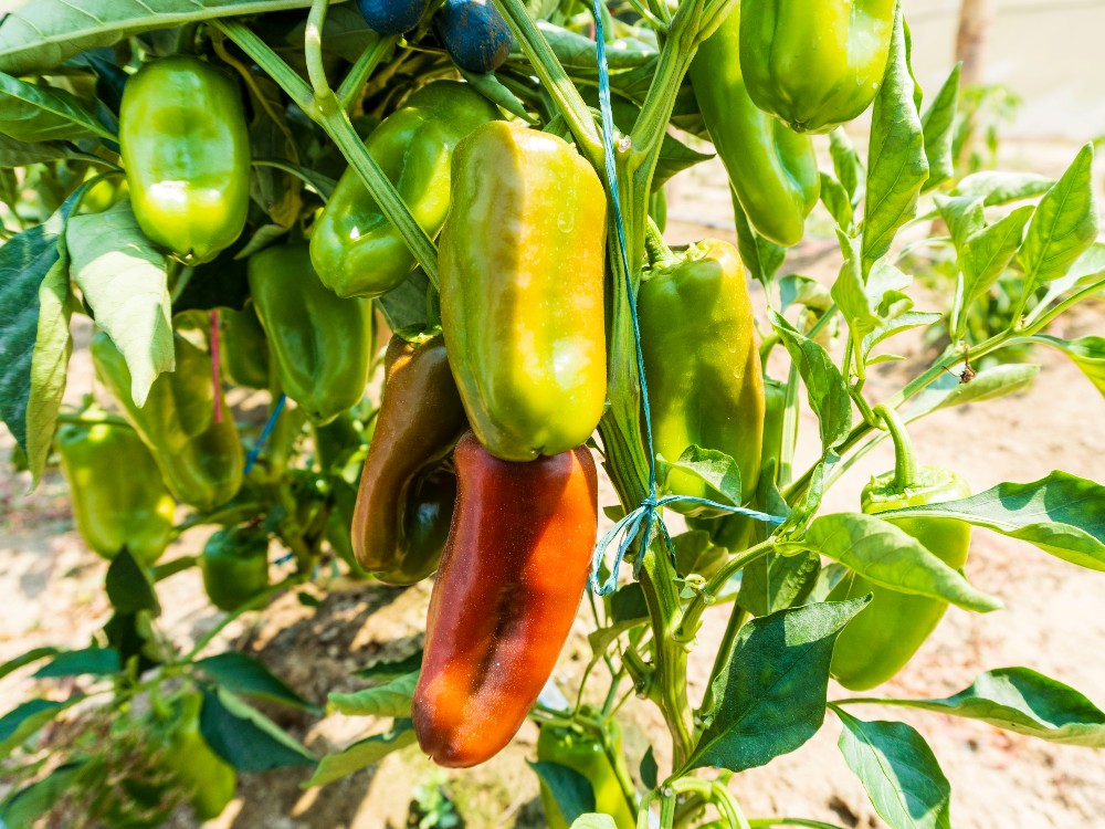 Pimentones C.I Caribia Horticultura Protegida AGROSAVIA