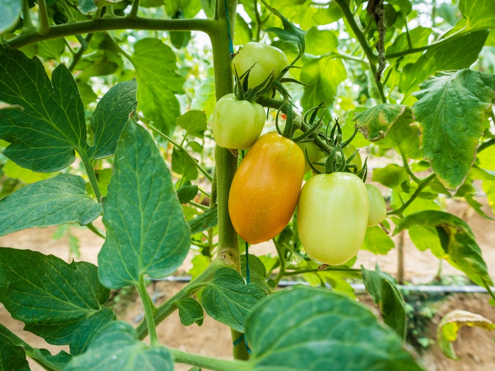 Tomates Proyecto Horticultura Protegida En El C.I Caribia AGROSAVIA