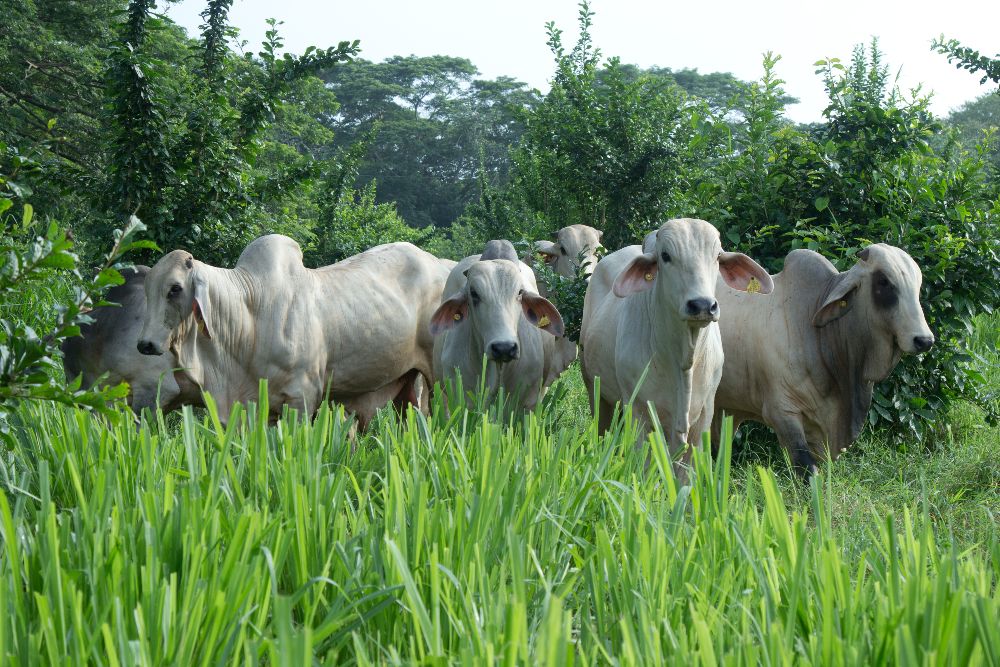 AGROSAVIA vuelve a la feria nacional ganadera
