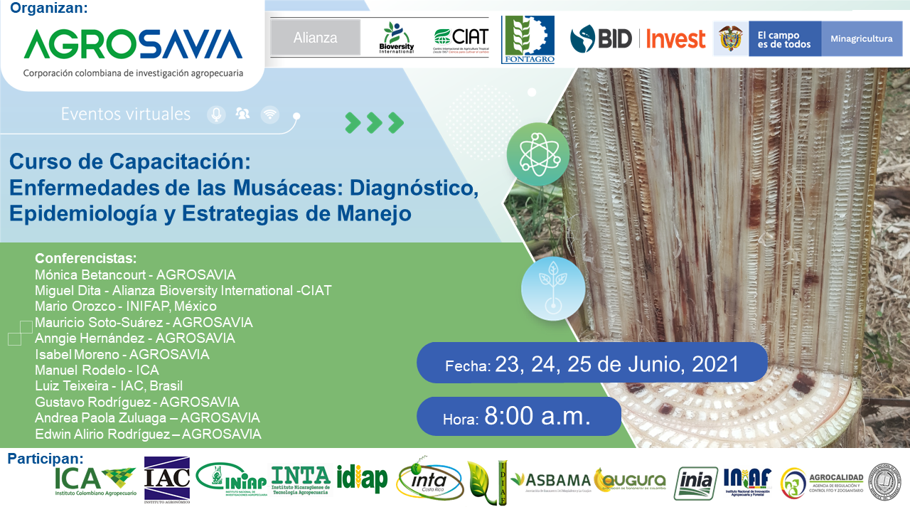 Curso Musáceas