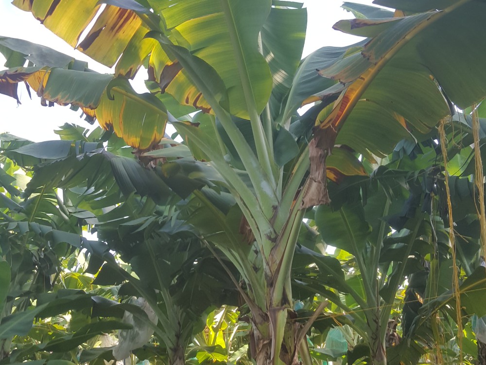 Investigadores De América Latina Y El Caribe Unidos Contra Las Enfermedades3 AGROSAVIA