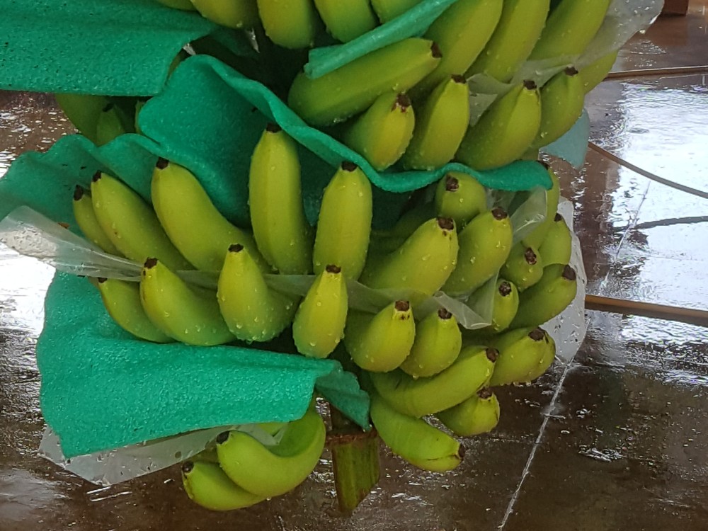 Investigadores De América Latina Y El Caribe Unidos Contra Las Enfermedades4 AGROSAVIA