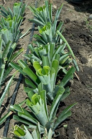 Recomendación tecnológica para la producción de semilla de calidad de piña