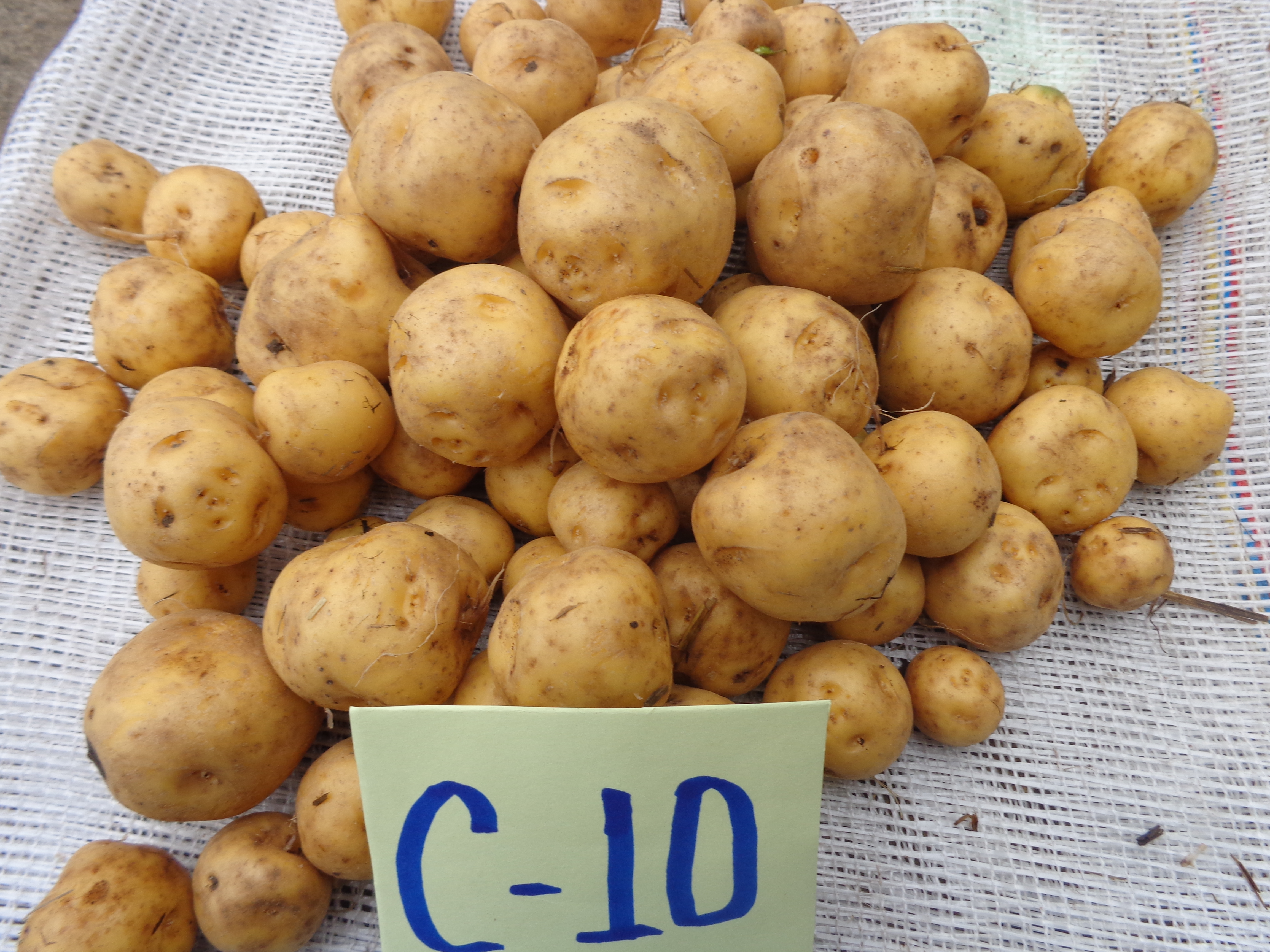 Agrosavia Estrella, nueva variedad de papa criolla, una alternativa para rotación de cultivos en la región nudo de los Pastos y altiplano Cundiboyacense.