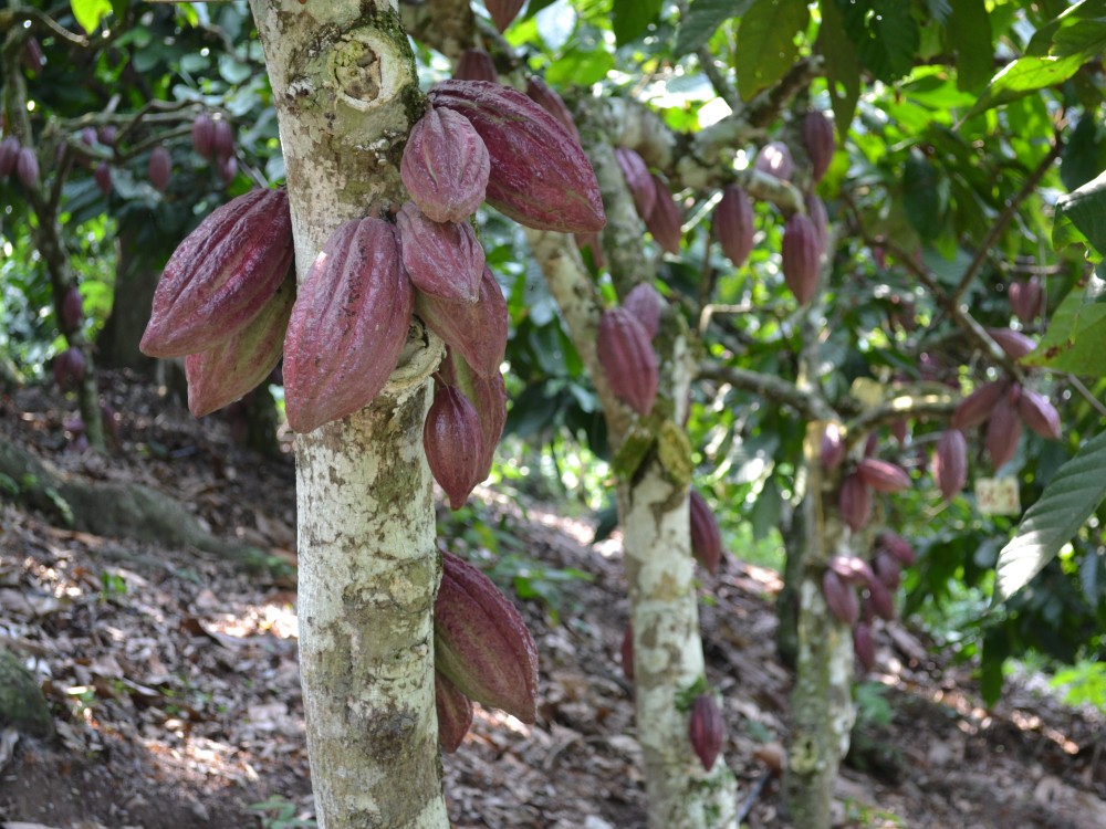 Mejorar la calidad del cacao implica conocer y abordar el tema del cadmio
