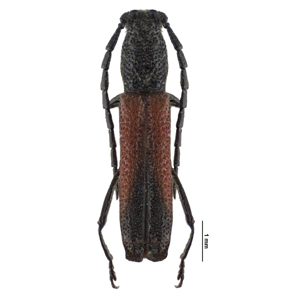 <p><em>Ceralocyna</em></p>
