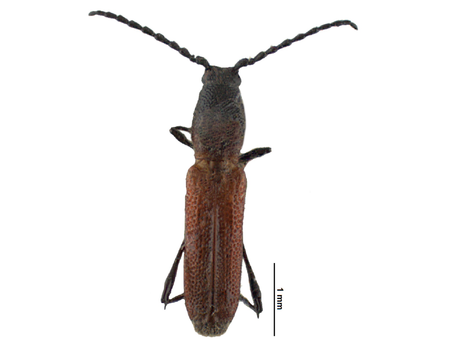 Assycuera spp. 