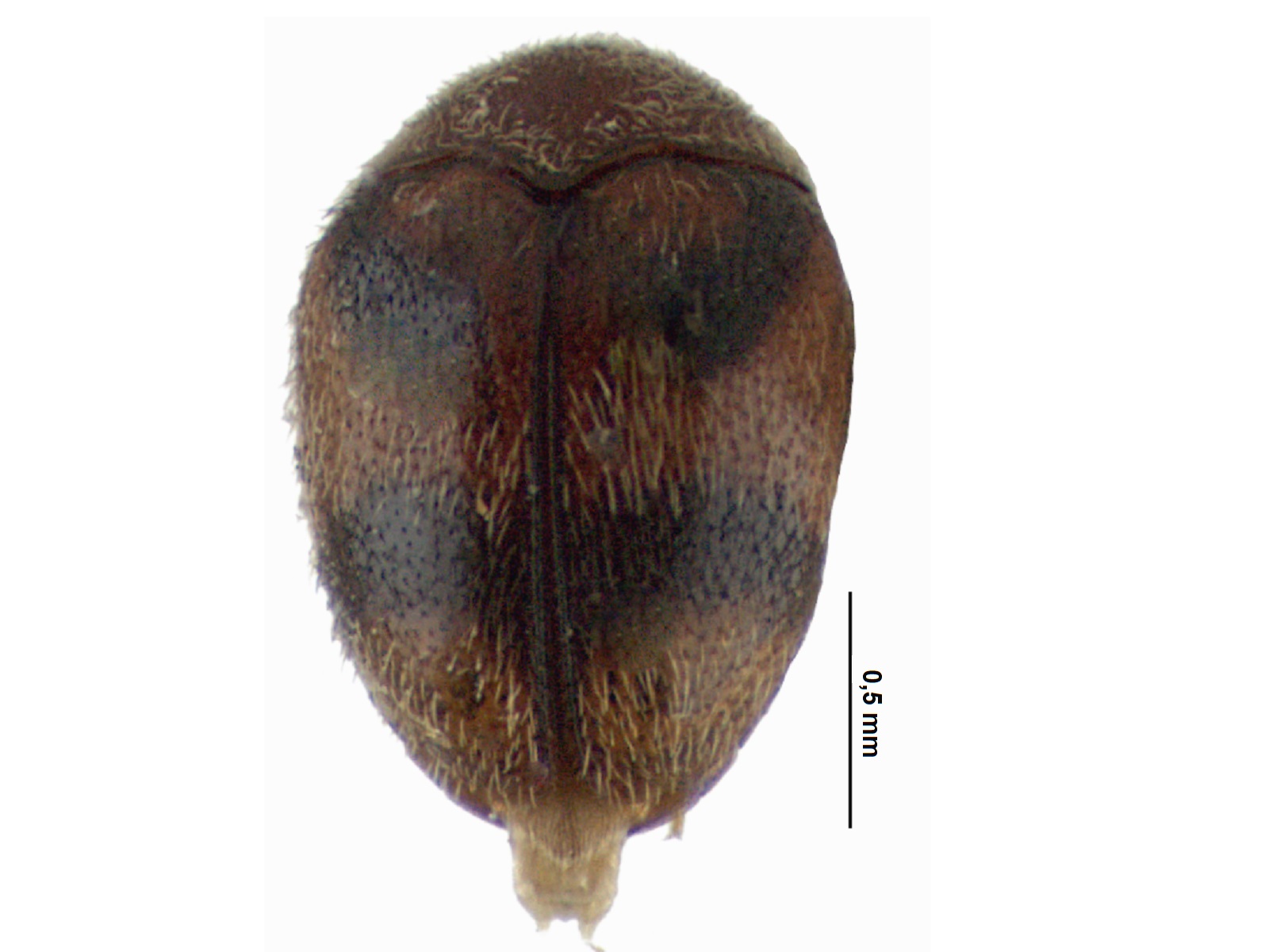 Caccoleptus sp. 