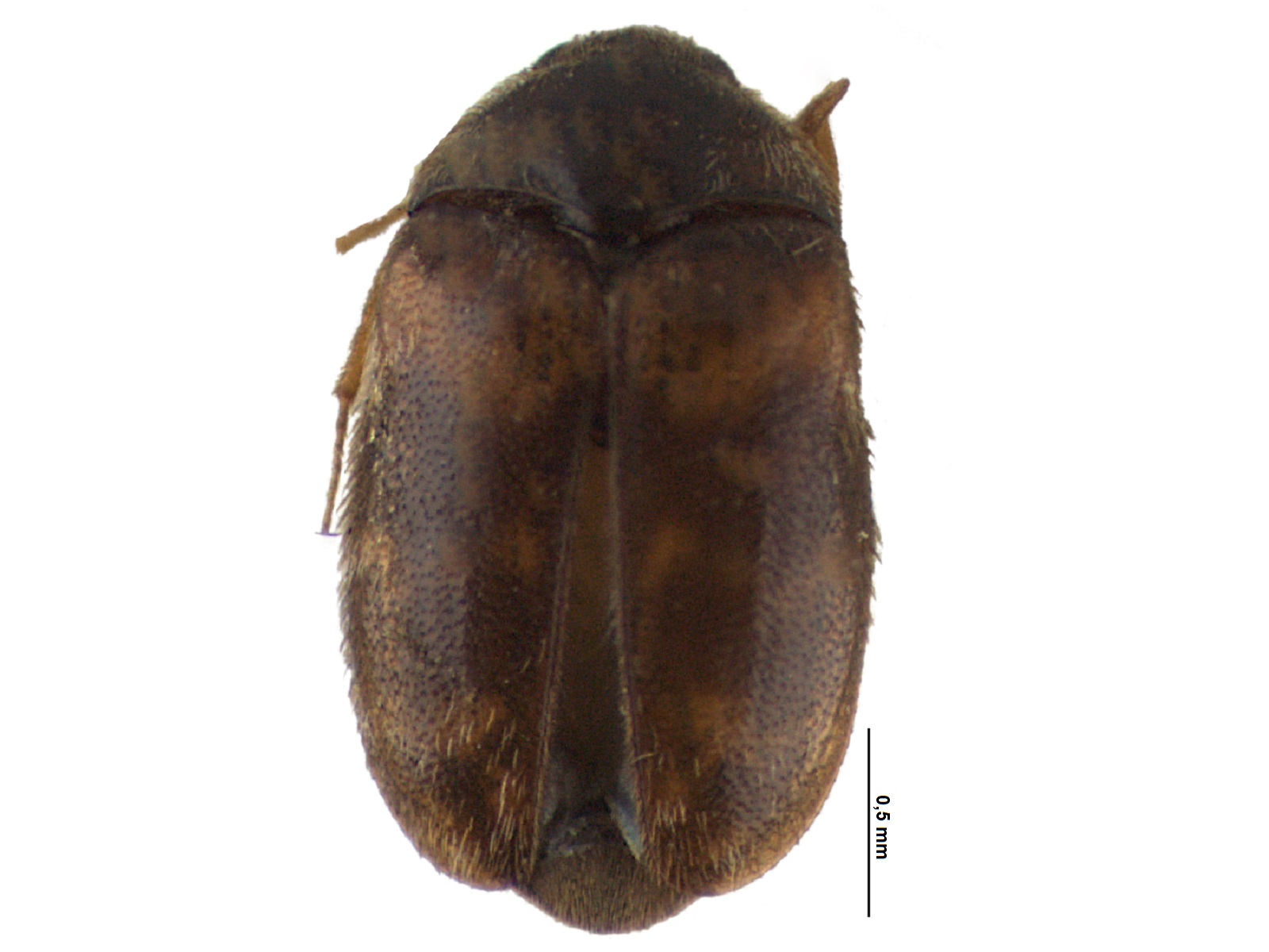 Trogoderma variabile Ballion, 1878 