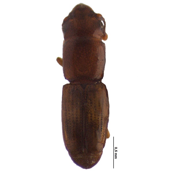 Monotomidae