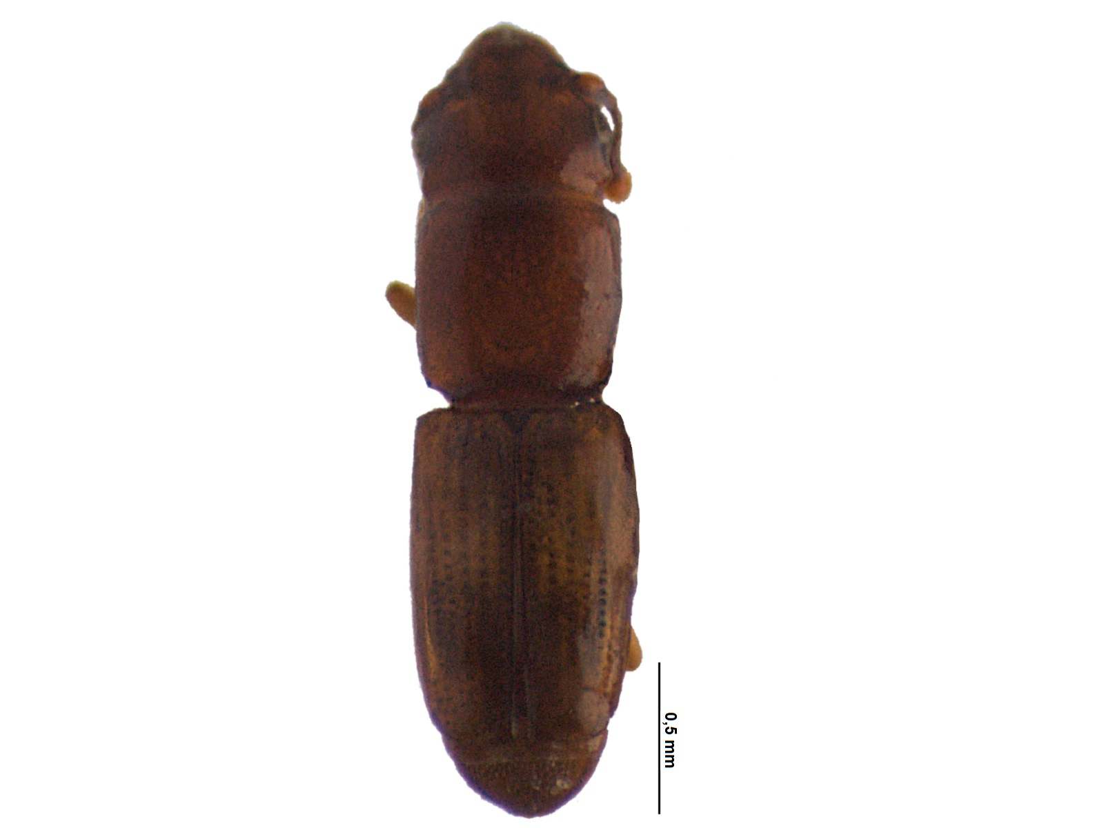 Bactridium rude Sharp, 1900 