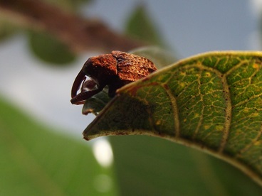 Recomendaciones de manejo del picudo de la guayaba en cultivos tecnificados