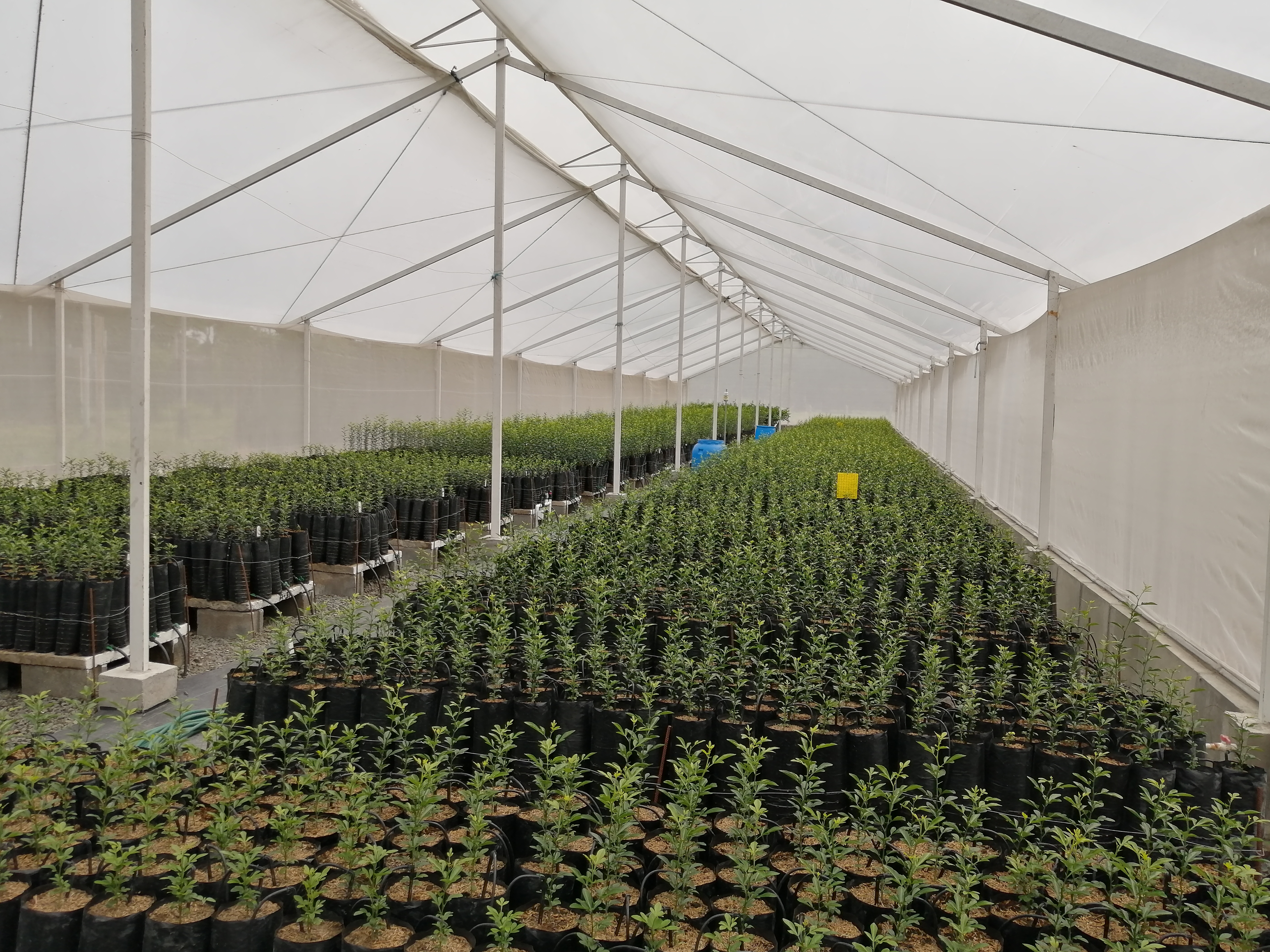 Recomendaciones tecnológicas para la producción de plantas de cítricos para viveros con condiciones protegidas de casa de malla