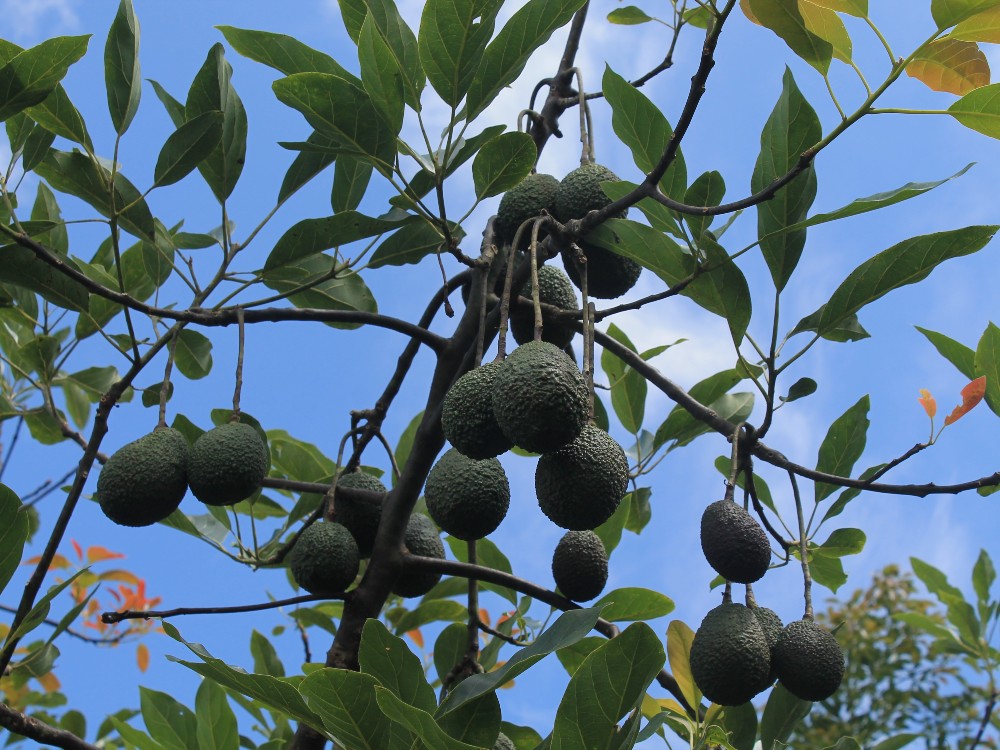Aguacate Hass en Cauca mejorará su productividad y calidad de exportación