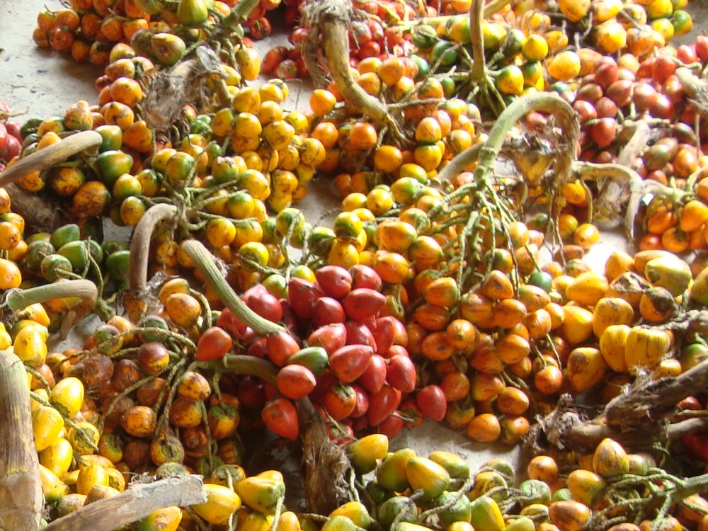 Chontaduro AGROSAVIA