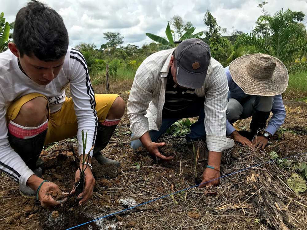 Potencial transformador del acompañamiento agropecuario a la erradicación