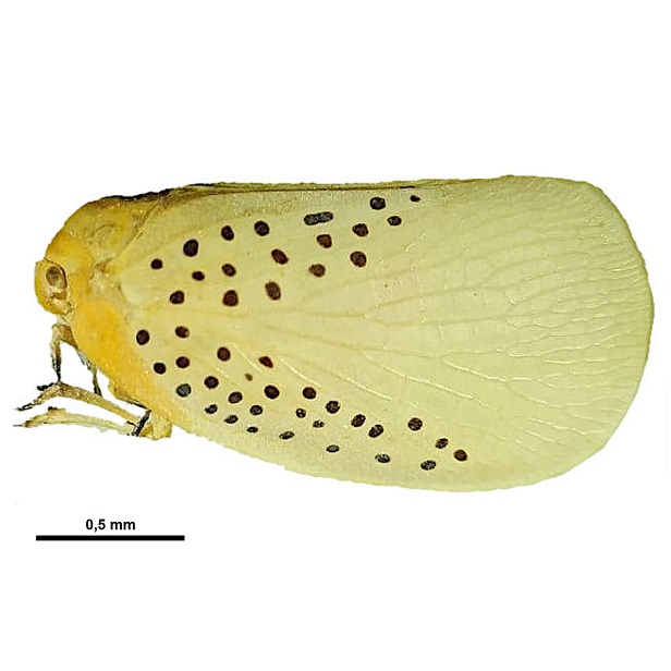 Poekilloptera Phalaenoides 616